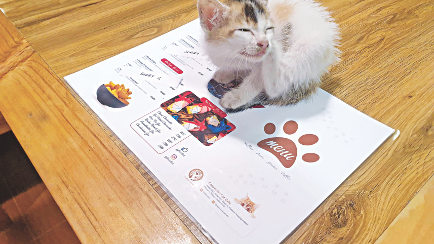 capawcino_cat_cafe_3.jpg