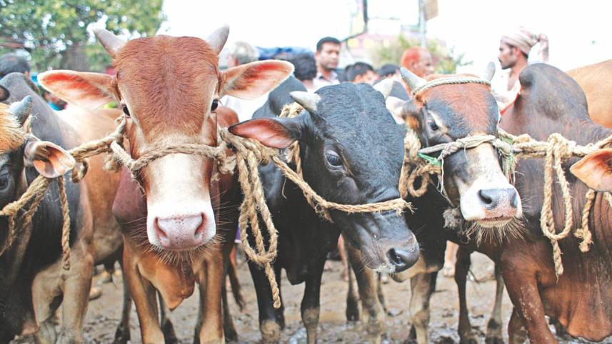 Cattle