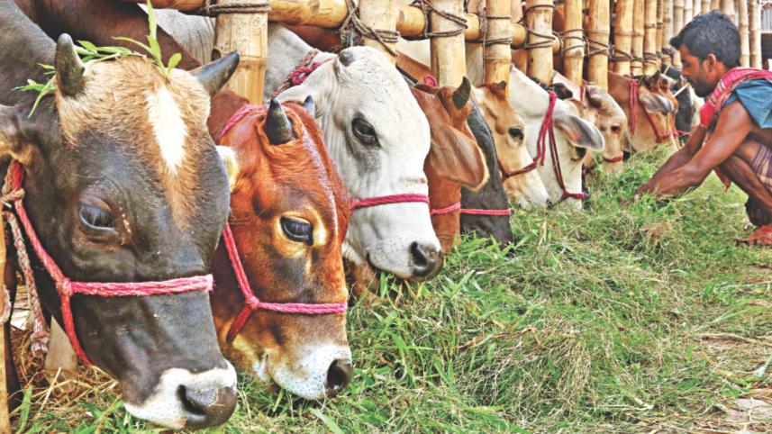 cattle 3.jpg