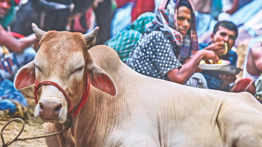 cattle_markets_2.jpg