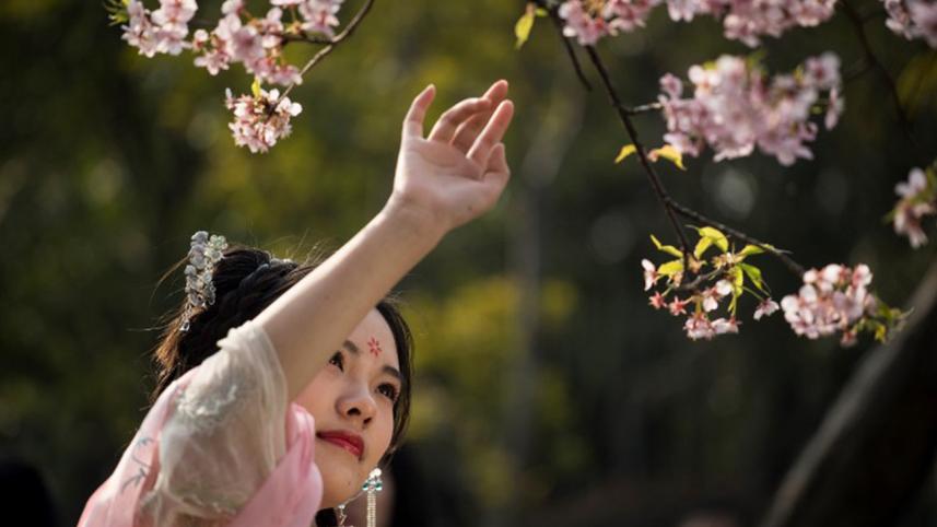 cheryy-blossoms-2.jpg