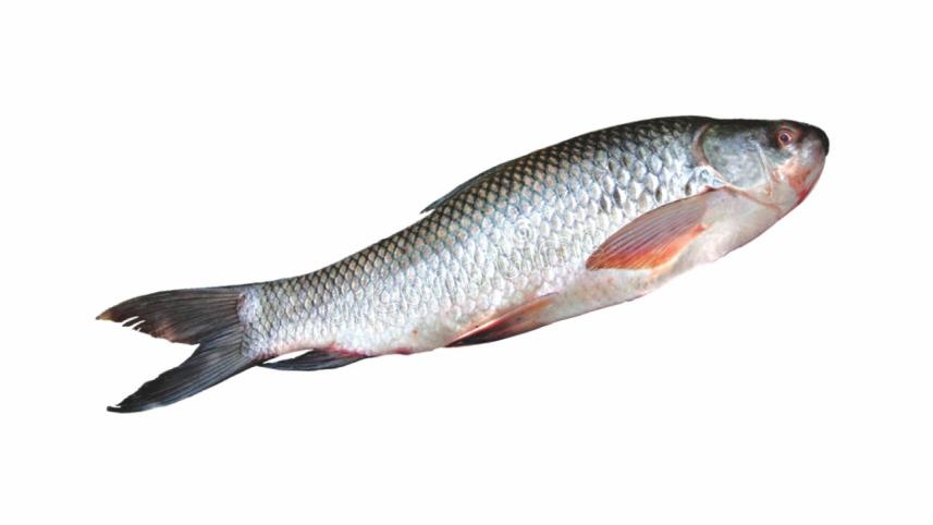 Cooking For the First Time_Fish