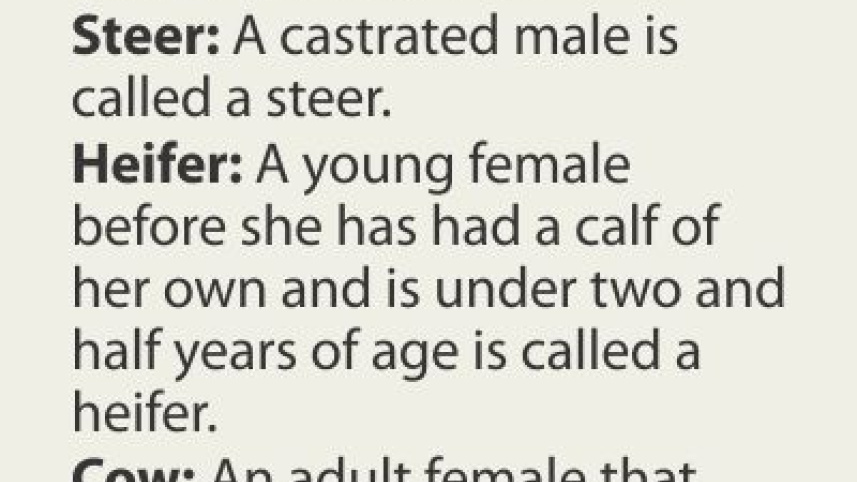 Cattle tales