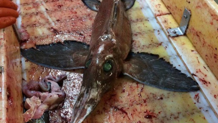 creepy-fish-2.jpg