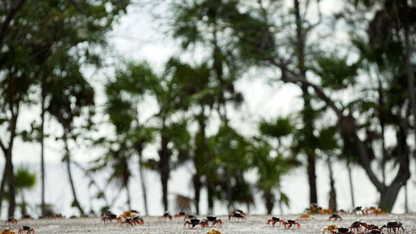 cuba-landcrabs