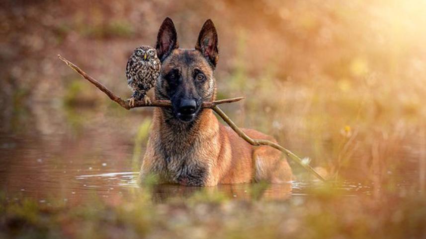 dog12.jpg