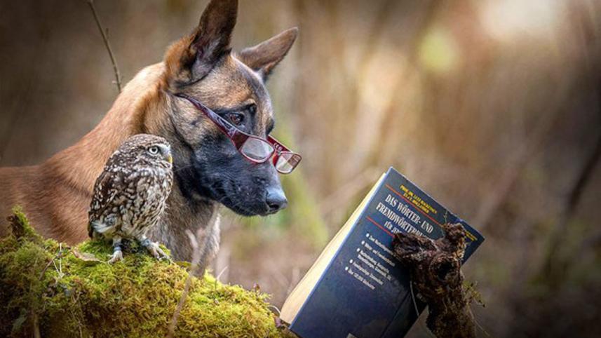 dog8.jpg