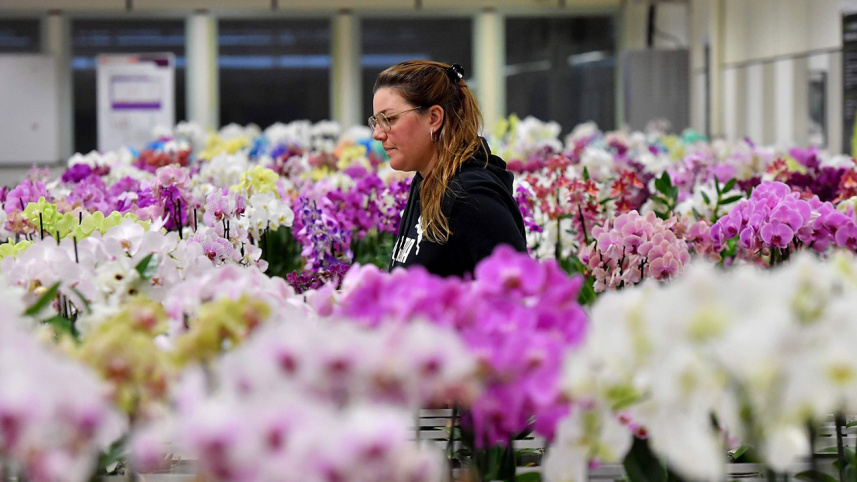 dutch-flowers.jpg