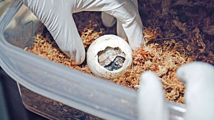 egg_of_an_asian_giant_tortoise.jpg
