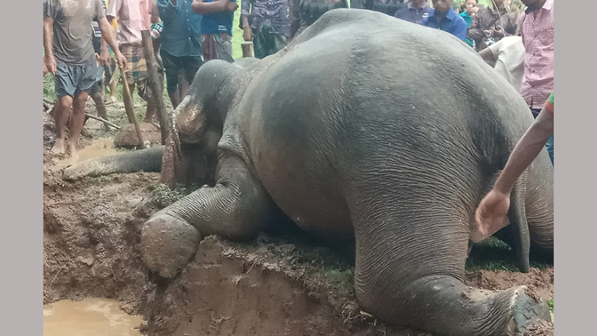 elephant-3.jpg