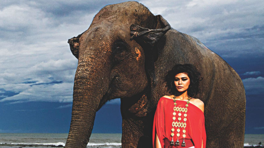 elephant