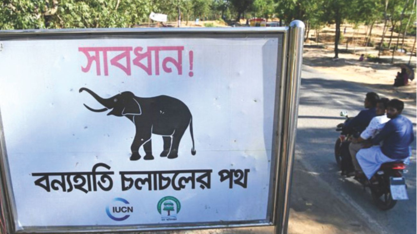 elephant2.jpg