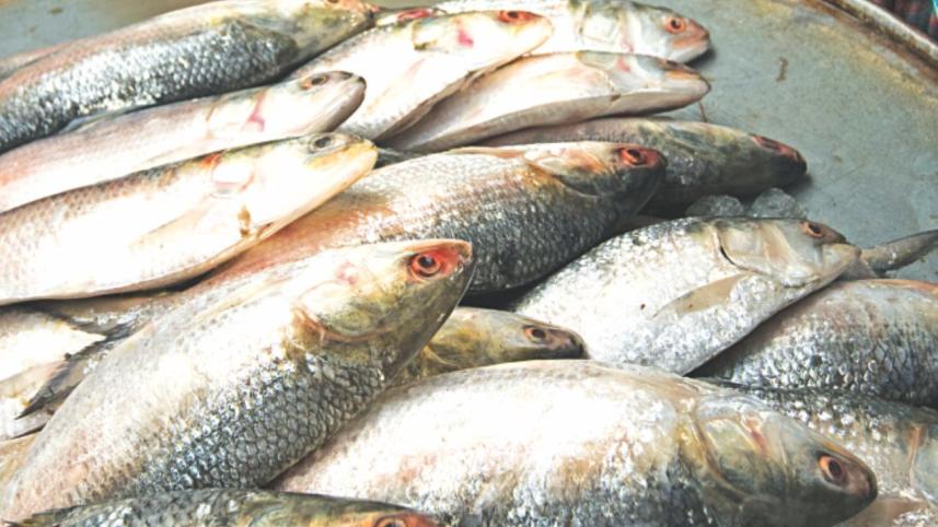 Fish fanatic's day out