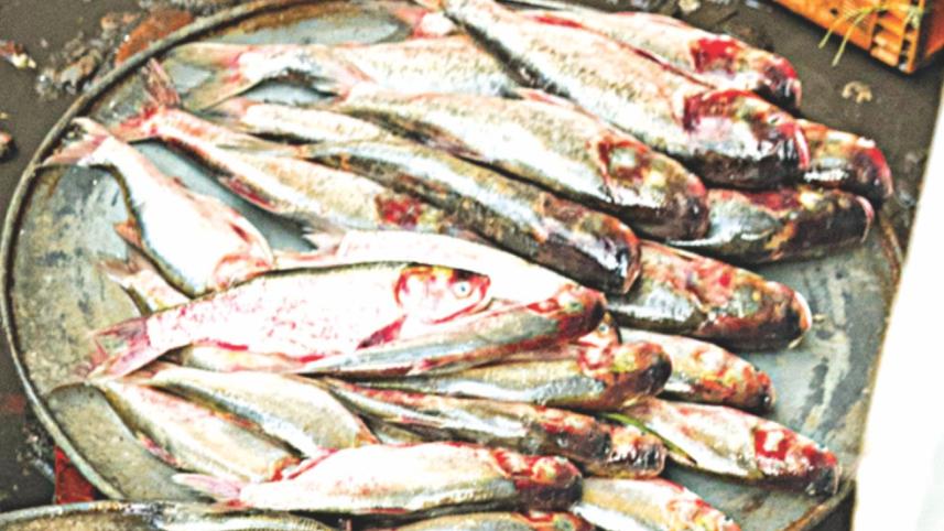 Fish fanatic's day out