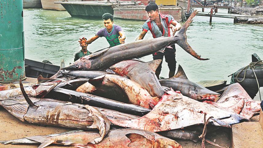 Fisheryghat 3.jpg