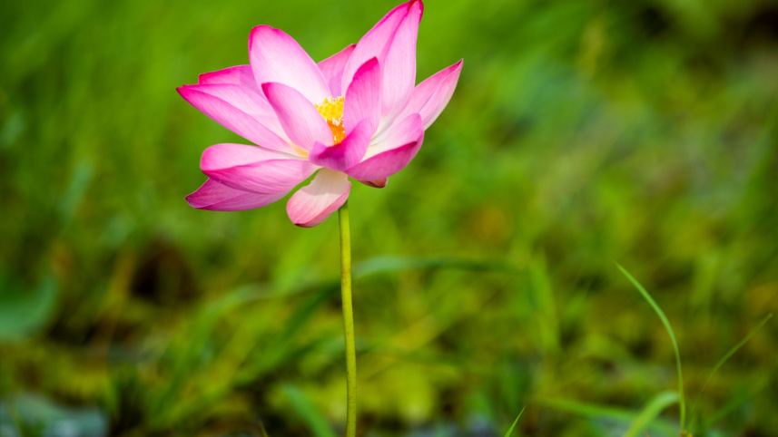 flower1_1.jpg