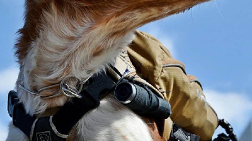 gonta-the-dog-2-web.jpg