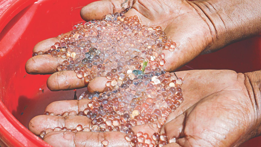 halda_fish_egg_3.jpg