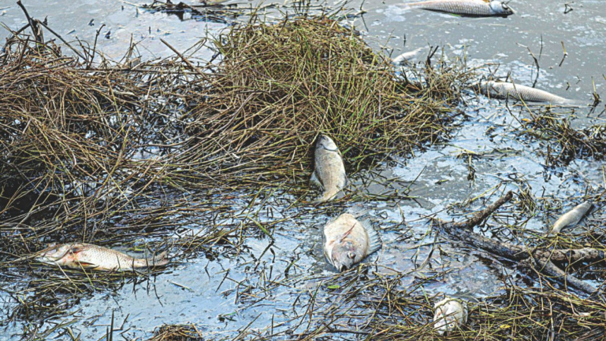 halda_pollution_1.jpg
