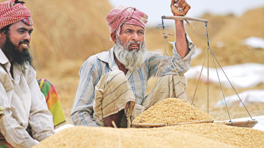 harvest 2.jpg