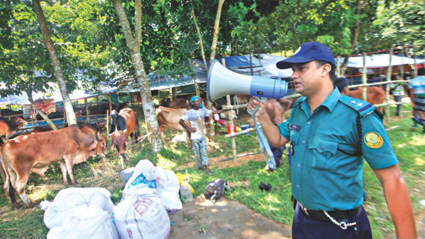 illegal_cattle_3.jpg