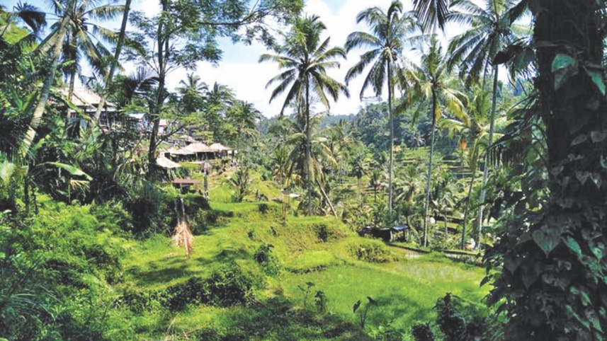 indonesia1.jpg