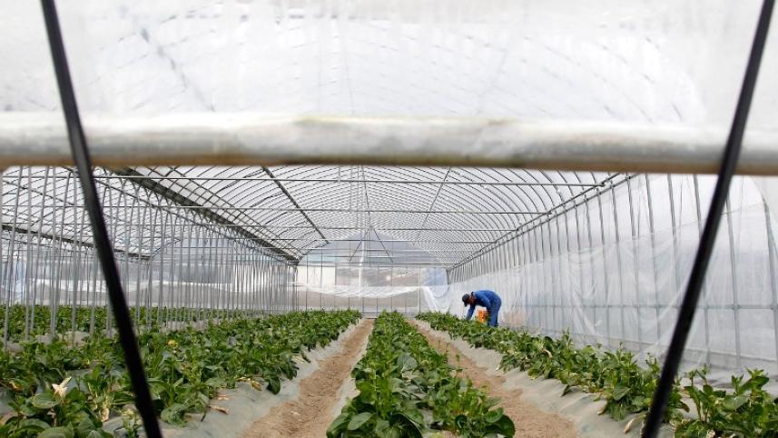 Japan farming
