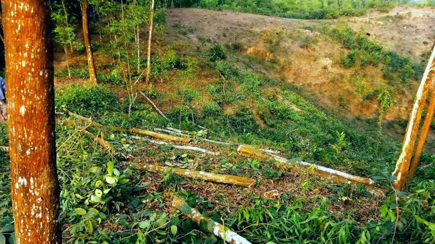 kulaura_forest_danger_2.jpg