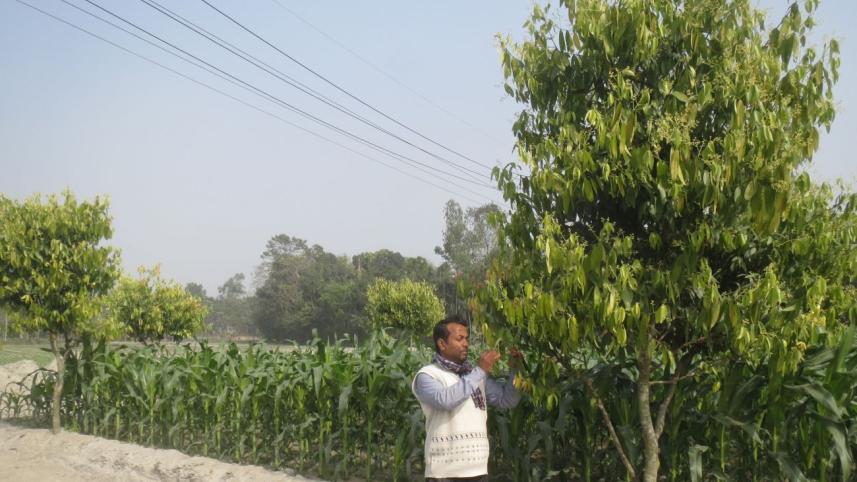 leaf_farming_3.jpg