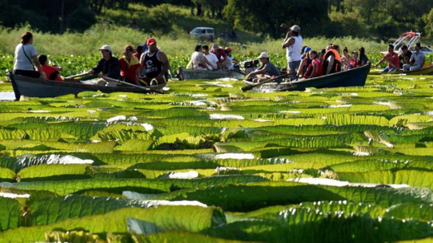 lily-pad-2.jpg