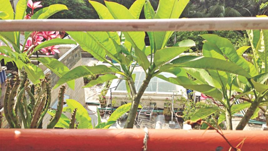 Living with Plants