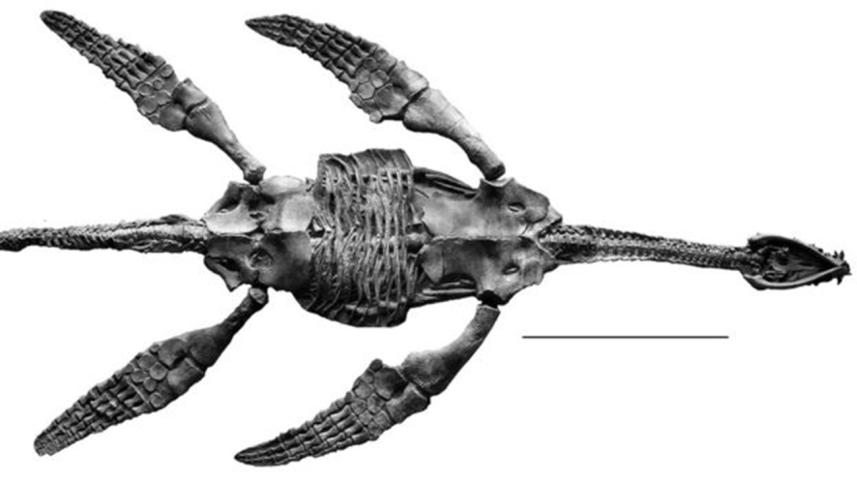 meyerasaurus_skeleton.jpg