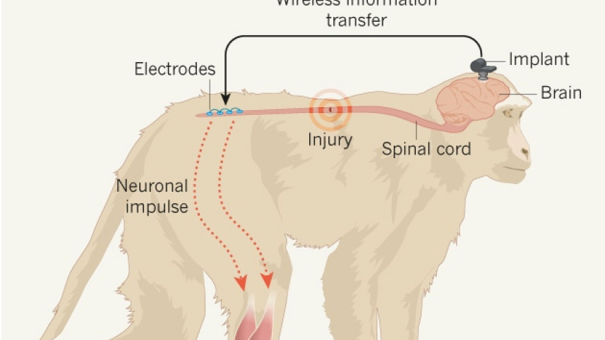 monkey-graphic.jpg