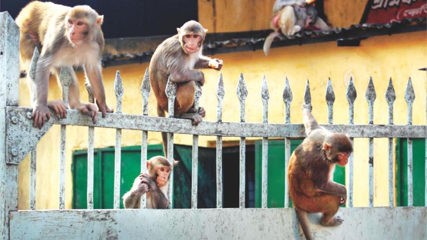 old_dhaka_1.jpg