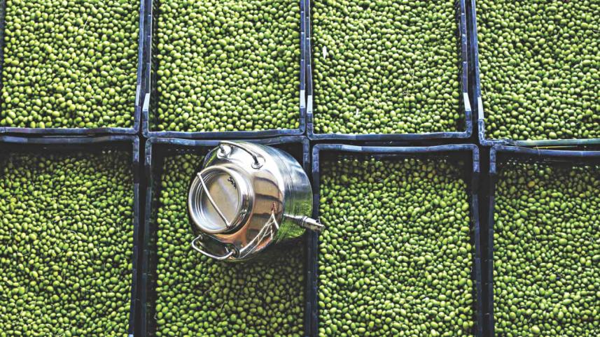 olive_harvest4.jpg