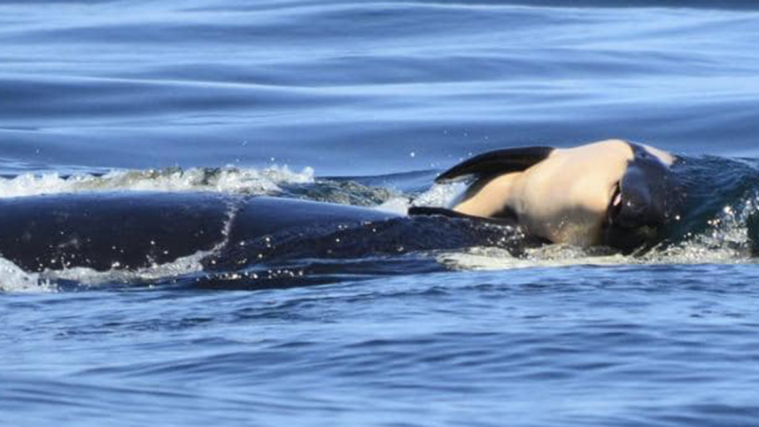orca-2-web.jpg