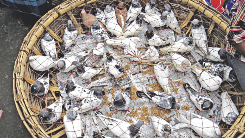 pigeons of dhaka 3.jpg