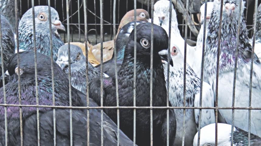 pigeons of dhaka 4.jpg