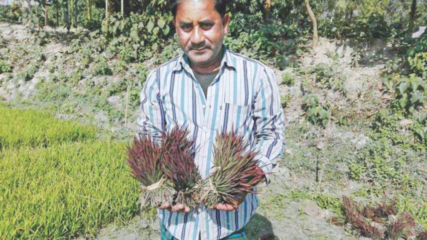purple_paddy_2.jpg