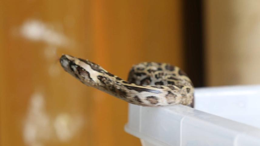 python-2.jpg