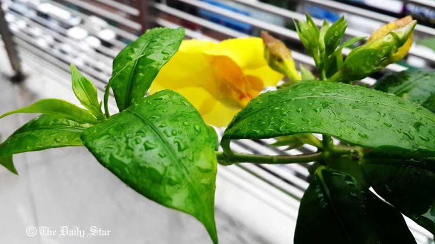 Rain-on-potted-plants.jpg