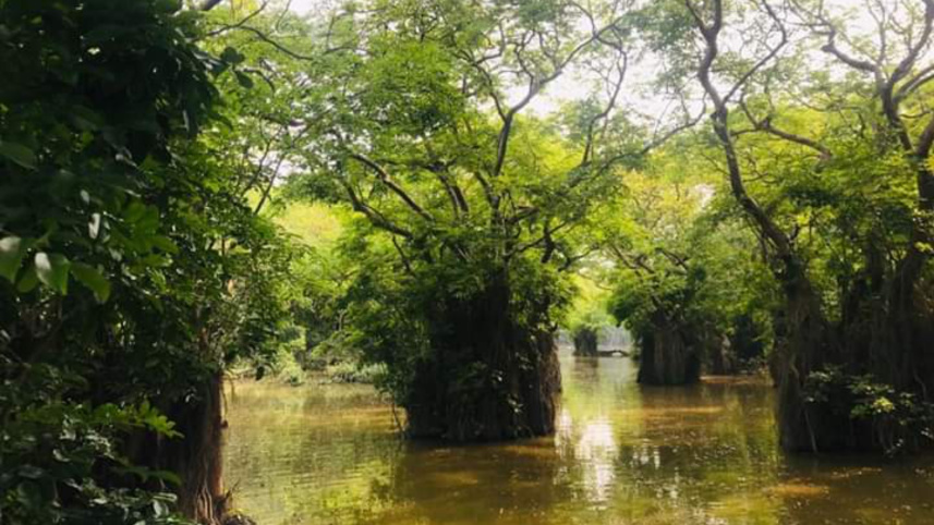 ratargul2.jpg