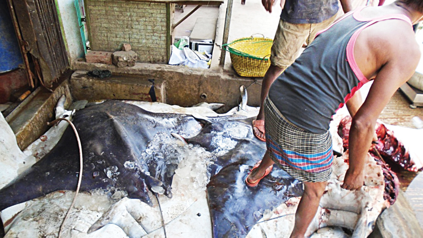 rays-of-bengal5.jpg
