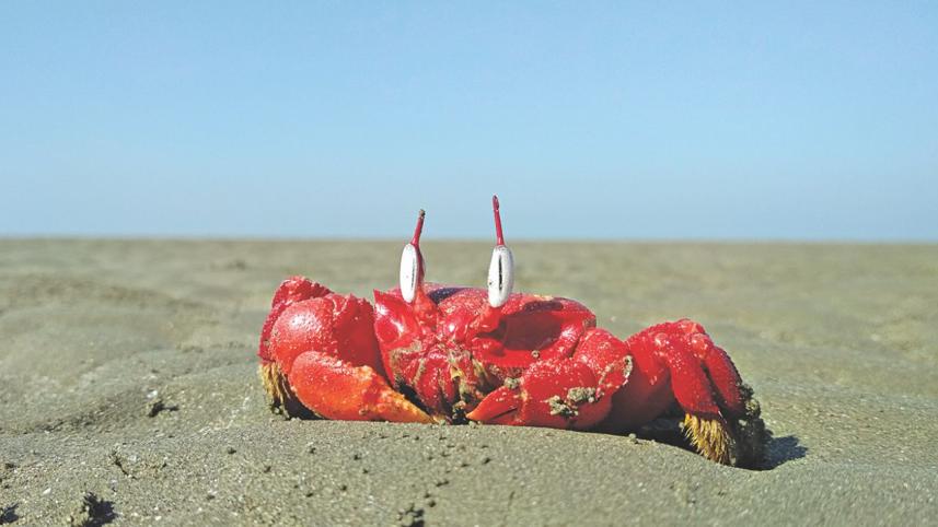 red_creb.jpg