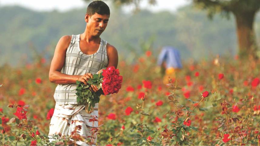 Roses, Everywhere