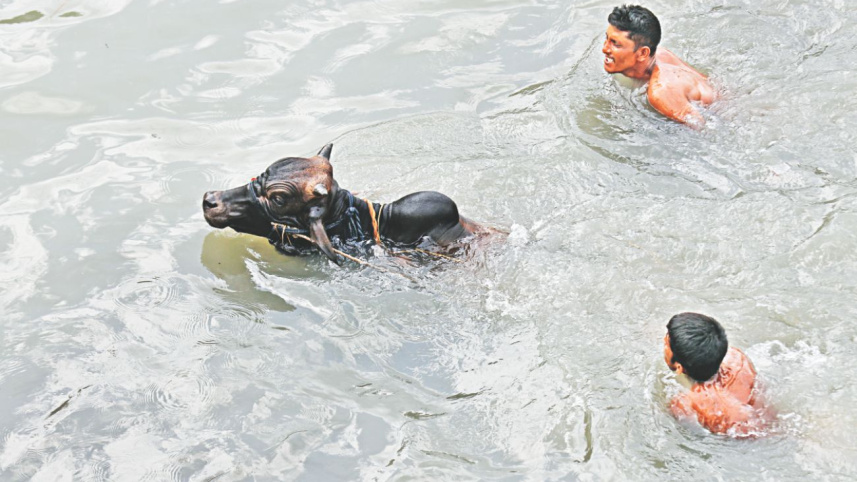 sacrificial_animals_price_3.jpg