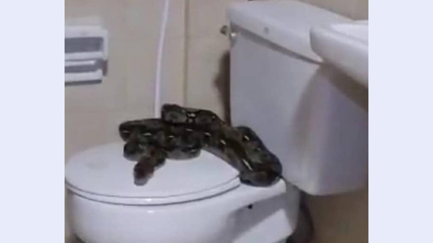 snake-2_0.jpg