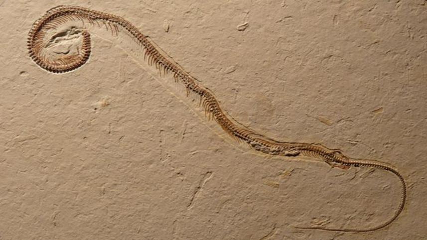 Snake-3.jpg