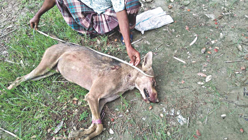 sundarbans_3_1.jpg