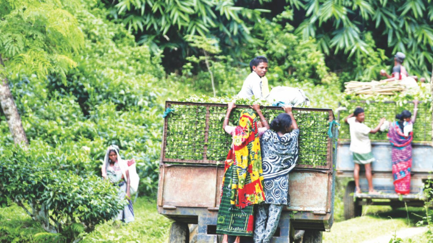 tea_garden_worker.jpg